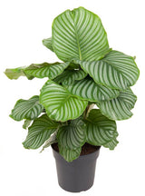 Livraison plante Calathea Orbifolia