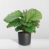 Livraison plante Calathea Orbifolia