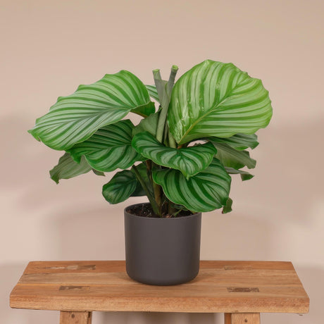 Livraison plante Calathea Orbifolia