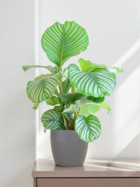 Calathea Orbifolia och dess kruka