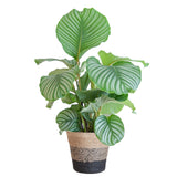 Livraison plante Calathea Orbifolia et son pot