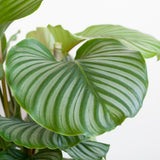 Livraison plante Calathea Orbifolia et son pot