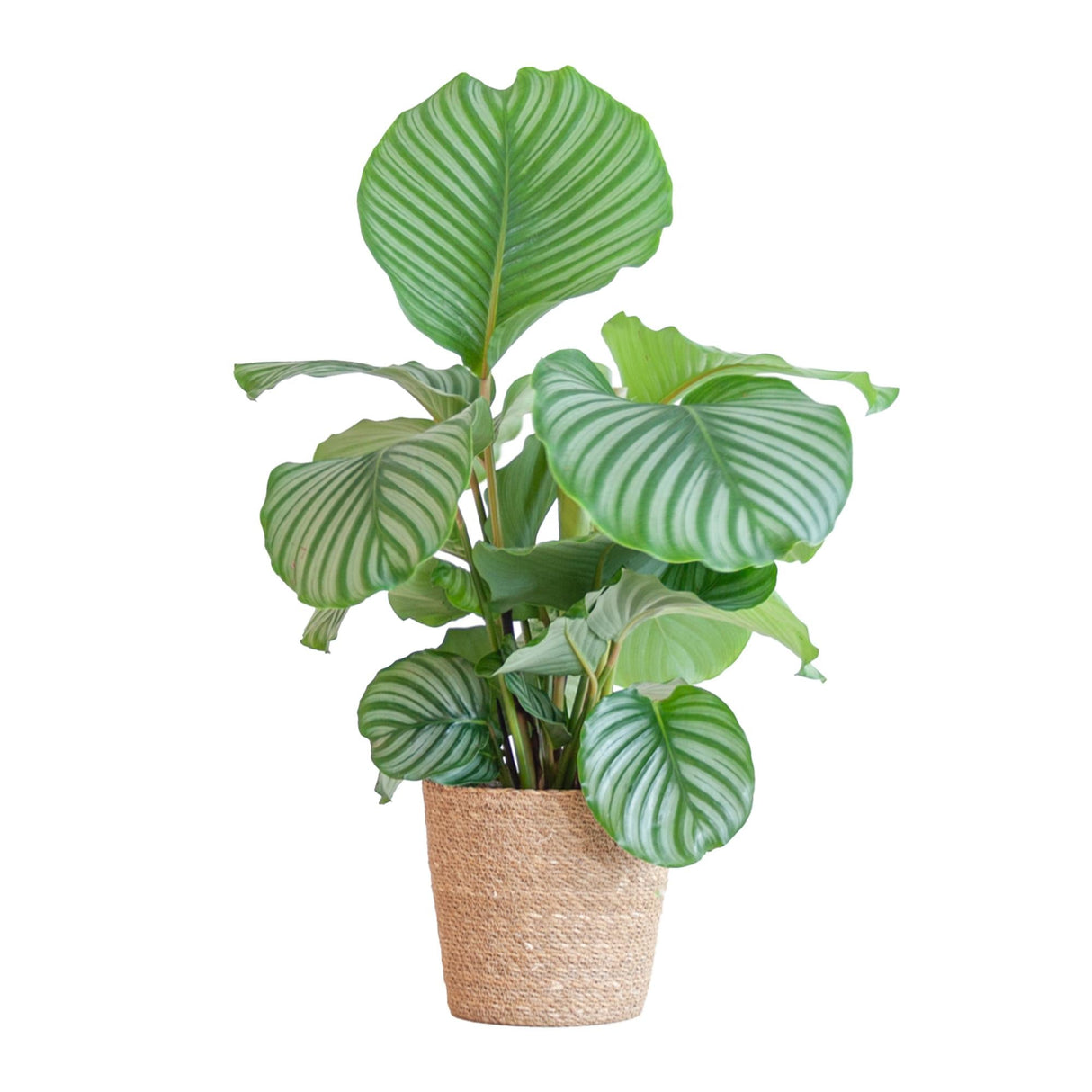 Livraison plante Calathea Orbifolia et son pot