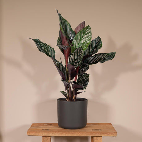 Livraison plante Calathea Ornata