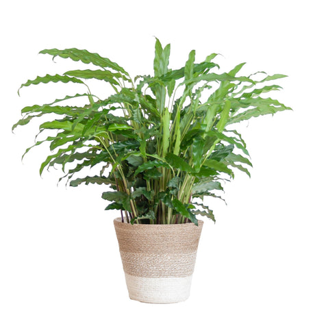 Livraison plante Calathea Rufibarba et son pot