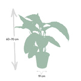 Livraison plante Calathea Warscewiczii h70cm