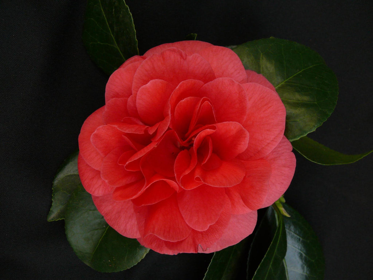 Livraison plante Camellia japonica. 'Lady Campbell' - ↨55cm - Ø26cm