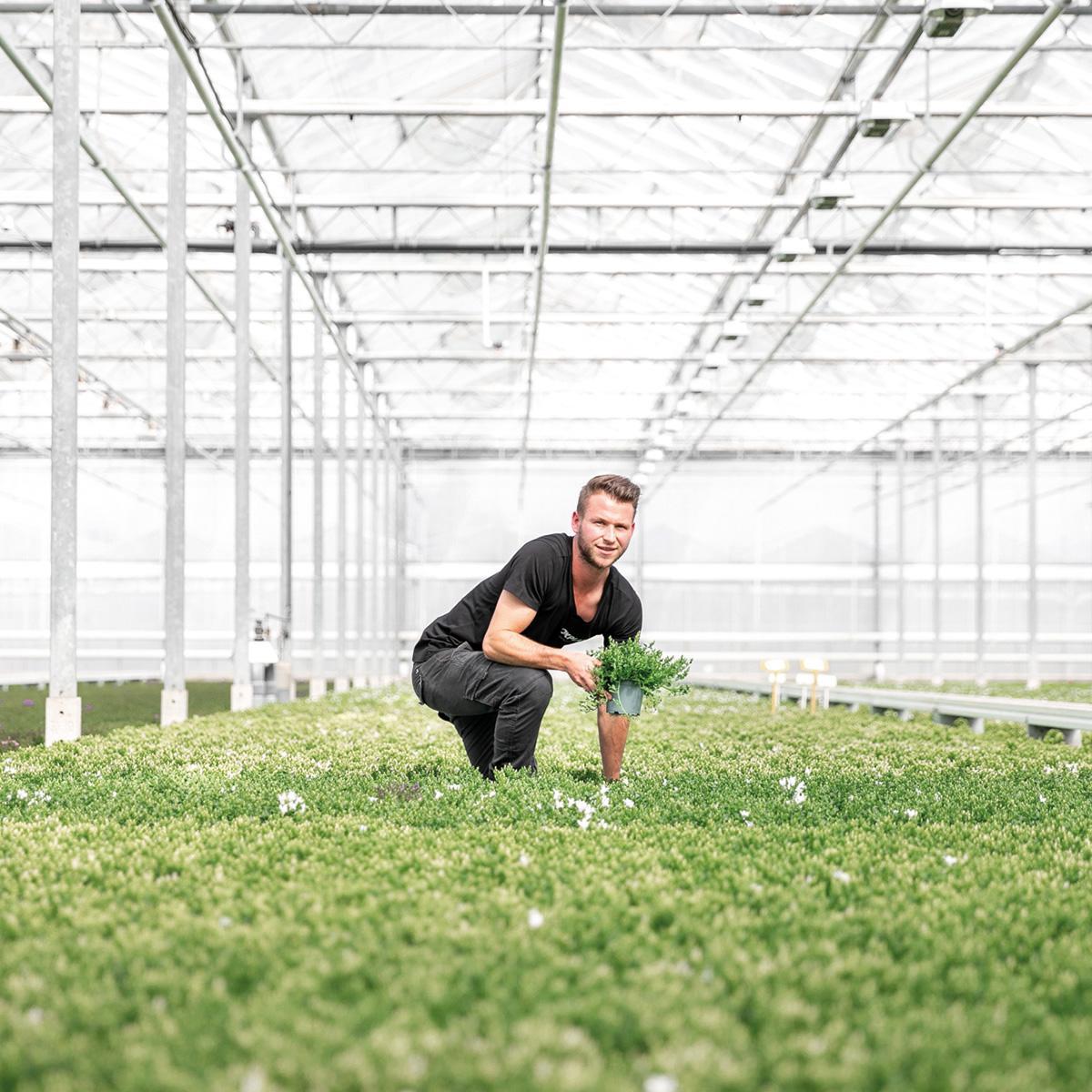 Livraison plante Campanula Addenda blanche - 12 plantes résistantes hiver