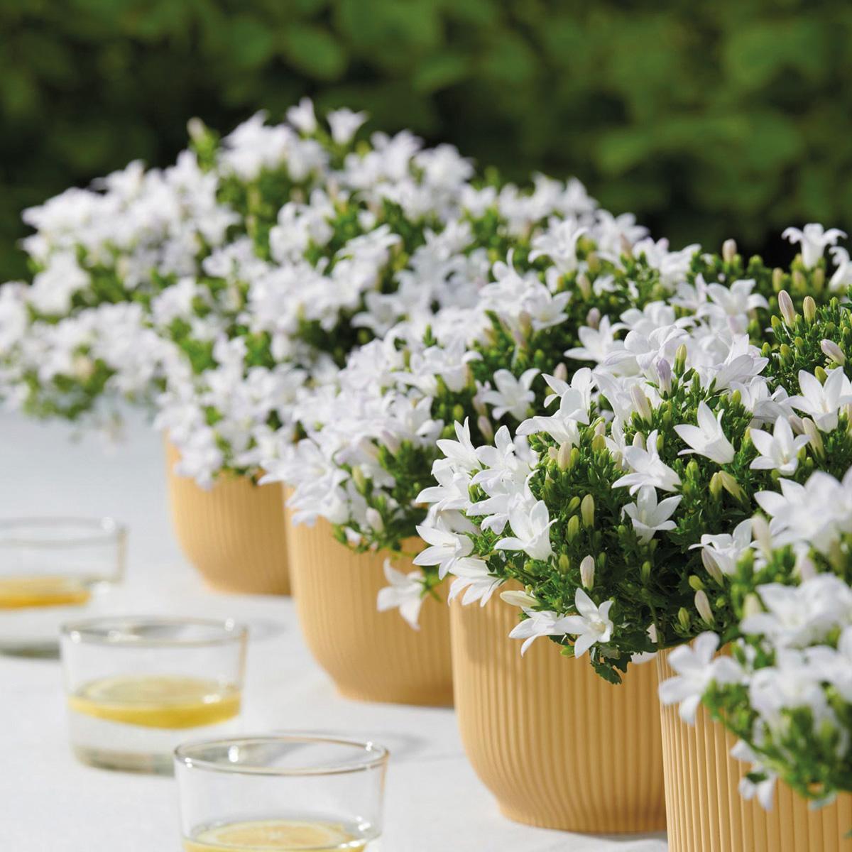 Livraison plante Campanula Addenda blanche - 12 plantes résistantes hiver