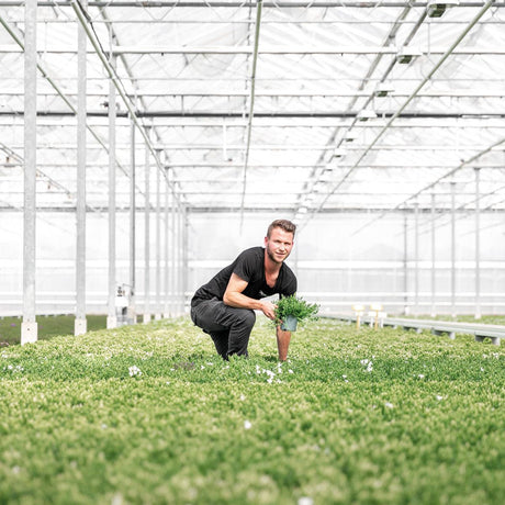 Livraison plante Campanula Addenda - Klokjesbloem blanc - Vaste plante hivernale