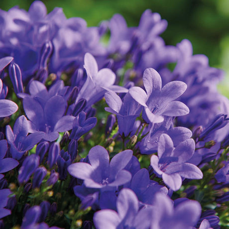 Livraison plante Campanula Addenda - Klokjesbloem Purple - Plante Vivace Hivernale