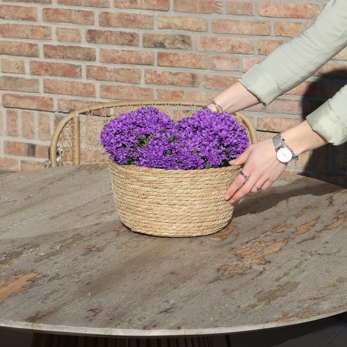 Livraison plante Campanula Addenda violette en panier d'osier avec réservoir d'eau