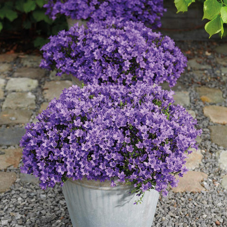 Livraison plante Campanula Addenda violette - lot de 6 plantes facadier