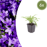 Livraison plante Campanule Coerulea