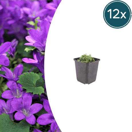 Livraison plante Campanule violet