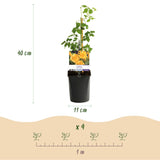 Livraison plante Campsis radicans Flava – Lot de 2 – Pot 11 cm