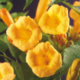 Livraison plante Campsis radicans Flava – Lot de 2 – Pot 11 cm