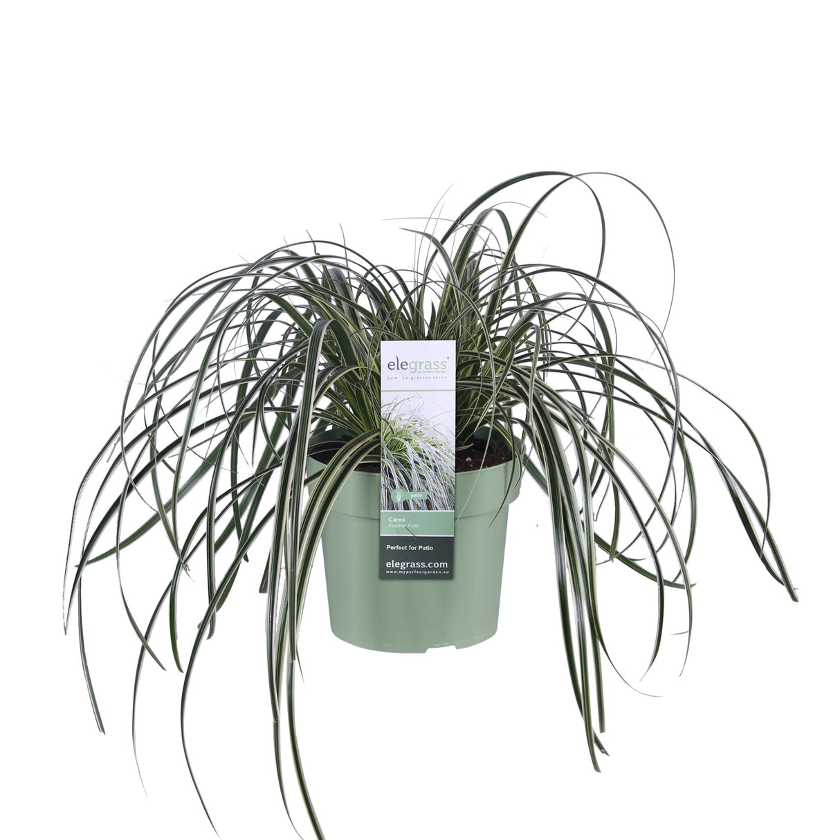 Livraison plante Carex 'Feather Falls'