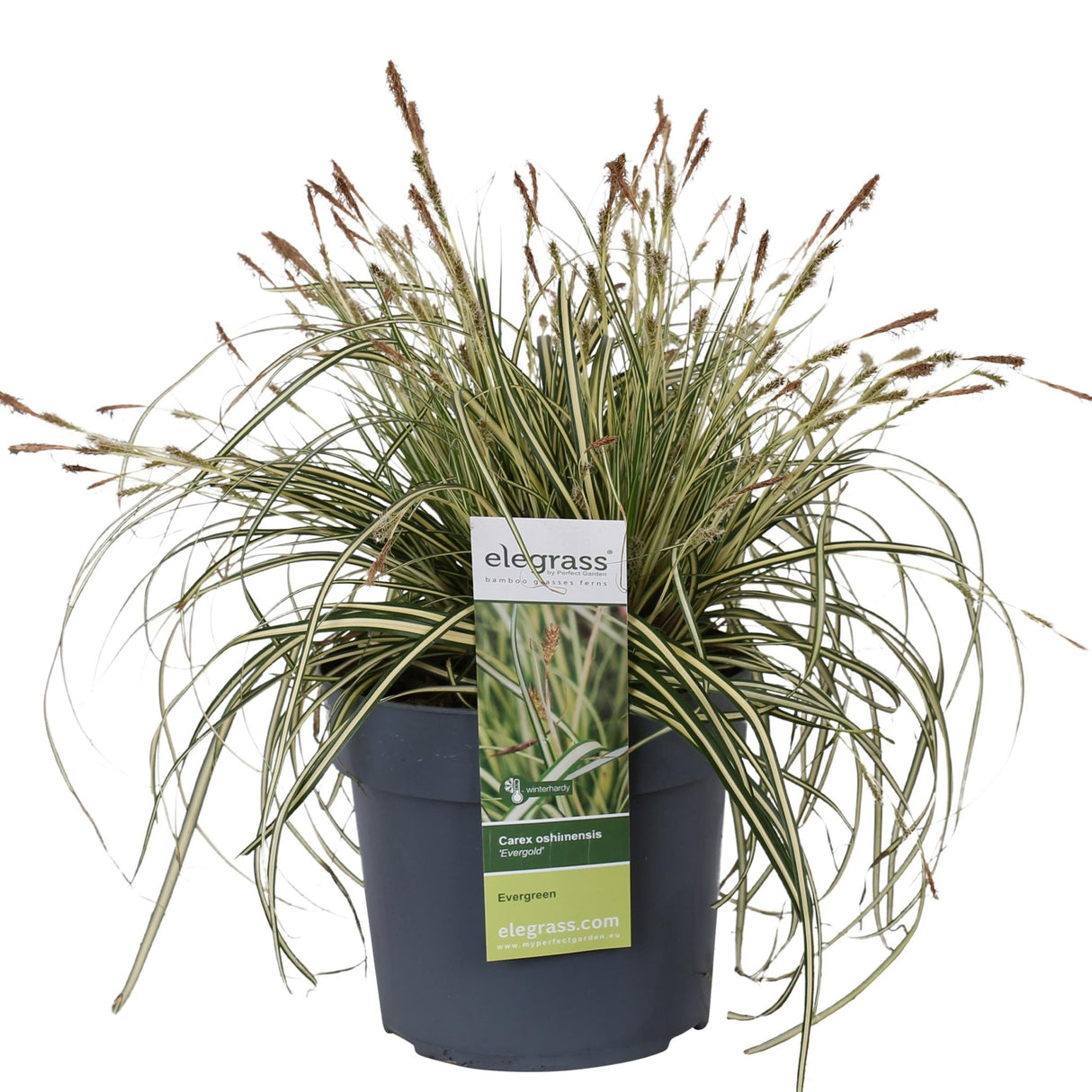 Livraison plante Carex Hachijoensis 'Evergold'