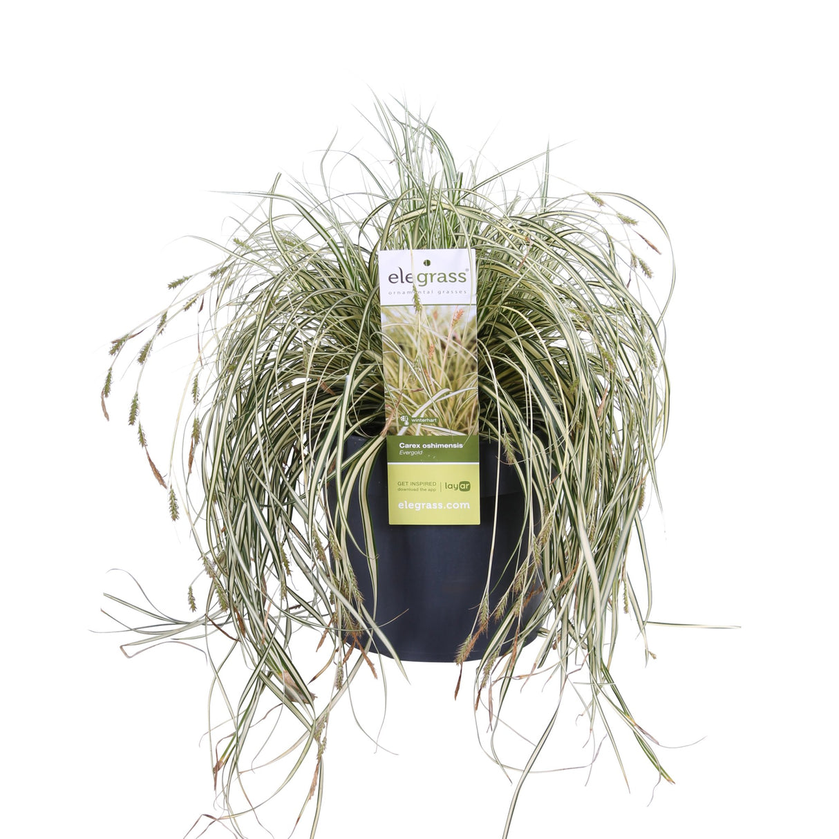 Livraison plante Carex Hachijoensis 'Evergold'