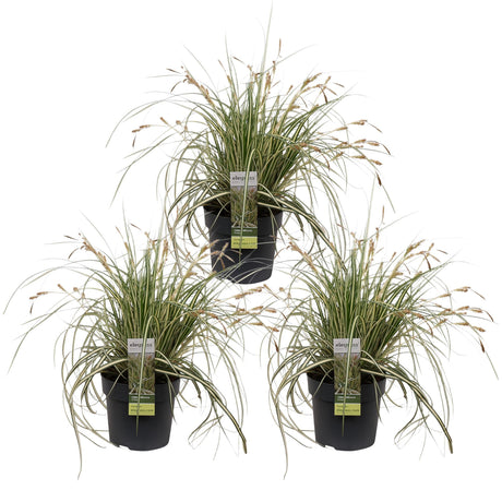Livraison plante Carex hachijoensis 'Evergold' - Lot de 3