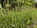 Japansk Starr (Carex Morrowii) 'Aureovariegata'
