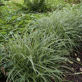 Japansk Starr (Carex morrowii) 'Ice Dance'