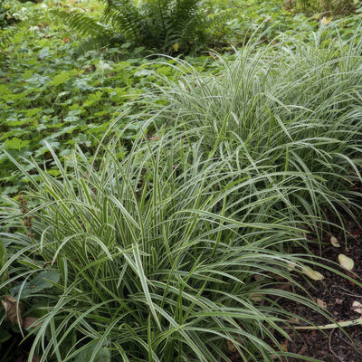Japansk Starr (Carex morrowii) 'Ice Dance'