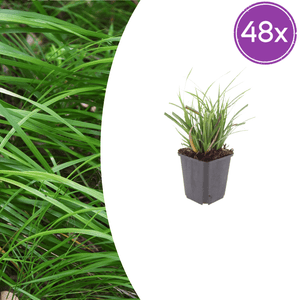 Livraison plante Carex morrowii