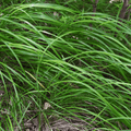 Japansk starr (Carex morrowii) 'Carex Morrowii'