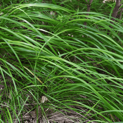 Japansk starr (Carex morrowii) 'Carex Morrowii'