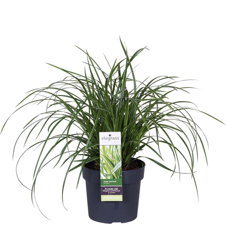 Livraison plante Carex morrowii 'Ice Dance'