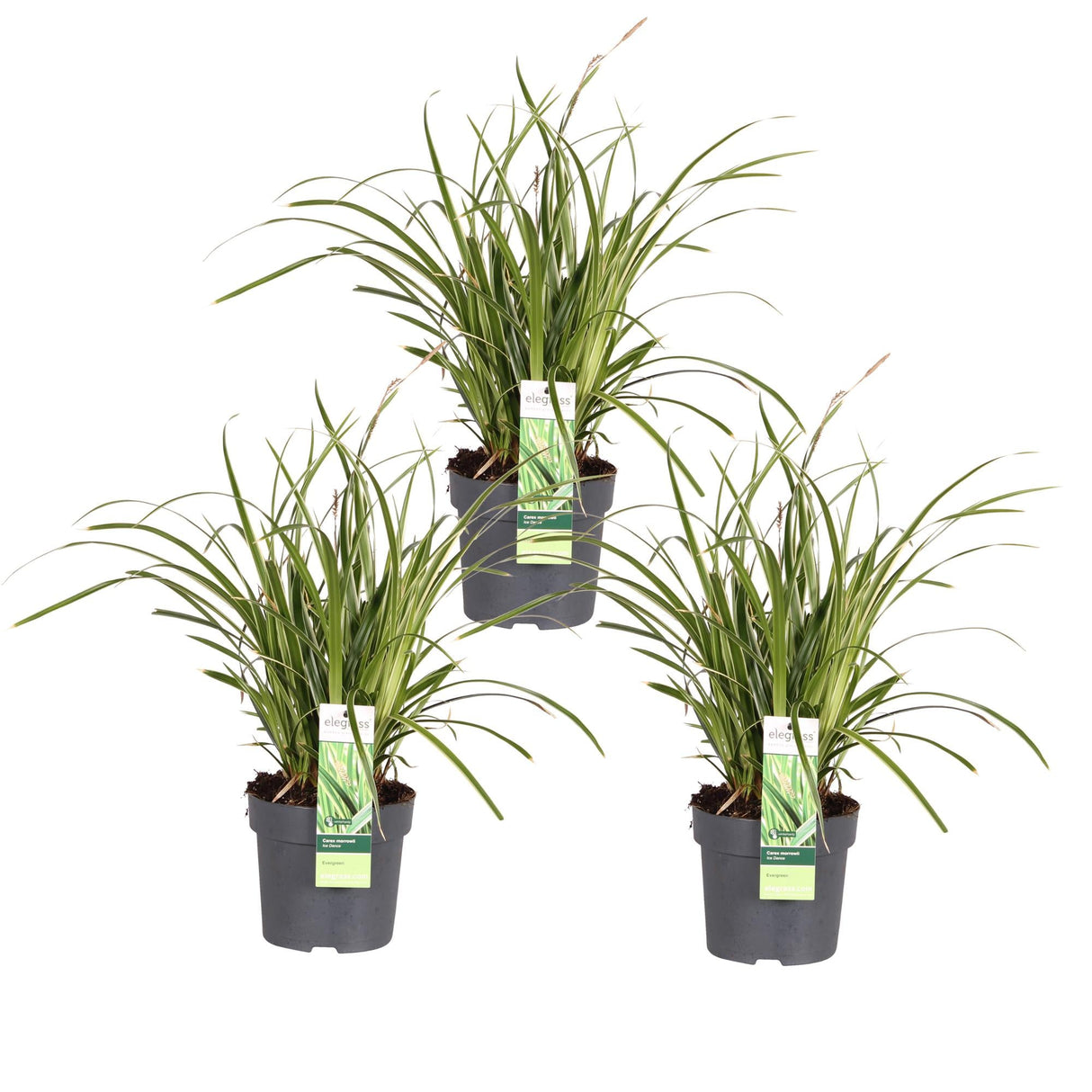 Livraison plante Carex morrowii 'Ice Dance' - Lot de 3