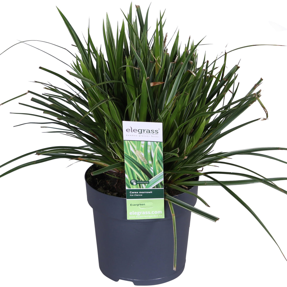 Livraison plante Carex morrowii 'Ice Dance' - Lot de 3