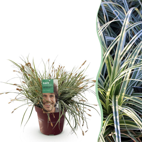 Livraison plante Carex oshimensis Everest – Pot 17 cm – Hauteur 50 cm