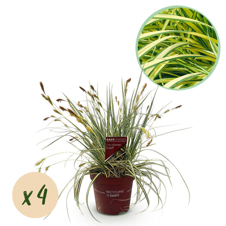 Livraison plante Carex oshimensis Evergold en pot