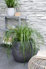 Livraison plante Carex 'Ribbon Falls' - ↨60cm - Ø23 - plante vivace