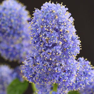 Livraison plante Ceanothus thyrsiflorus Repens – Pot 19 cm – Hauteur 90 cm