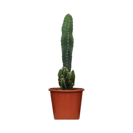 Livraison plante Cereus Peruvianus Florida h75cm - cactus d'intérieur