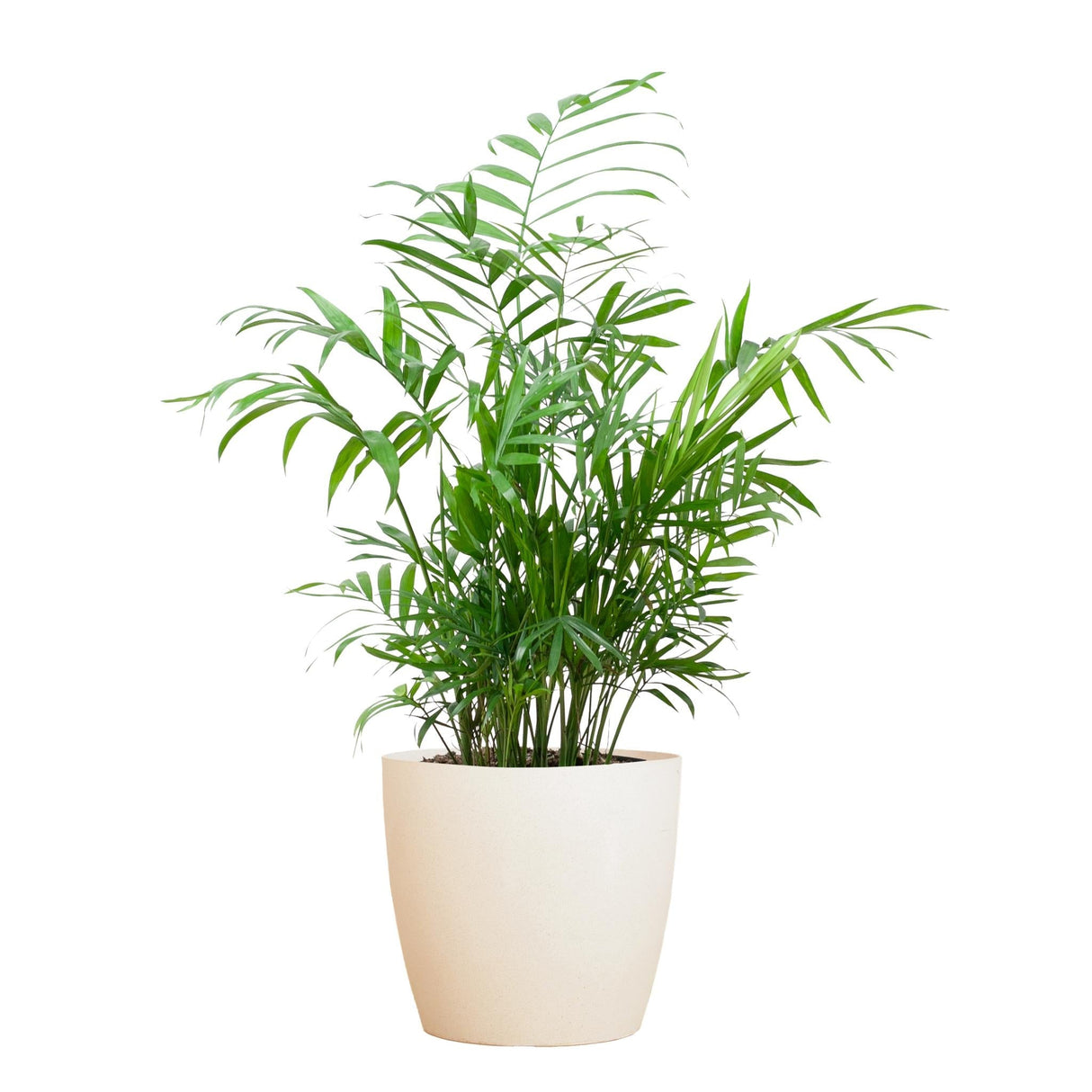 Livraison plante Chamadorea Elegans et son pot