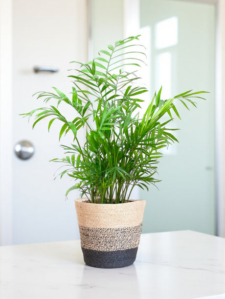 Livraison plante Chamadorea Elegans et son pot