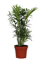 Livraison plante Chamaedorea Elegans