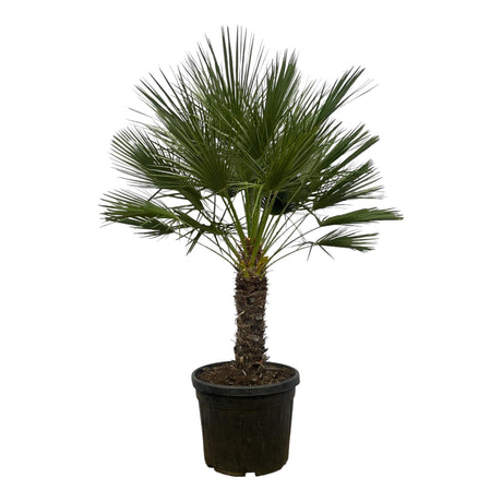 Livraison plante Chamaerops Humilis h180cm