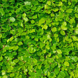 Livraison plante Charme Carpinus betulus – Lot de 6 – Hauteur 55 cm