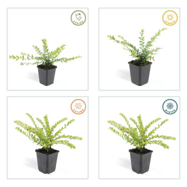 Livraison plante Chèvrefeuille arbustif 'Maigrün'