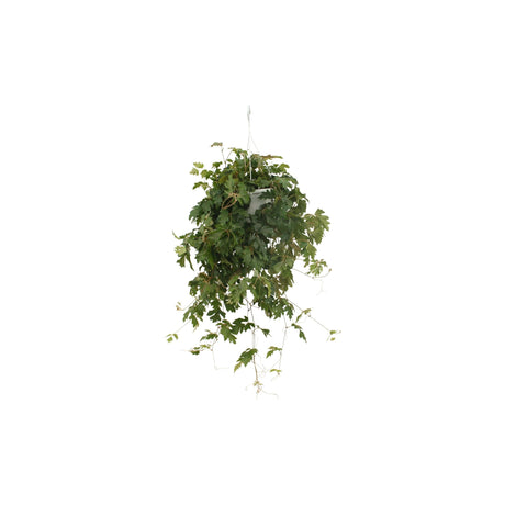 Livraison plante Cissus 'Ellen Danic'