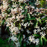 Livraison plante Clématite armandii – Lot de 1 – Pot 11 cm – Hauteur 40 cm