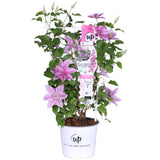 Livraison plante Clematite Boulevard® Yuan ™ - ↨70cm - Ø19 - plante d'extérieur fleurie