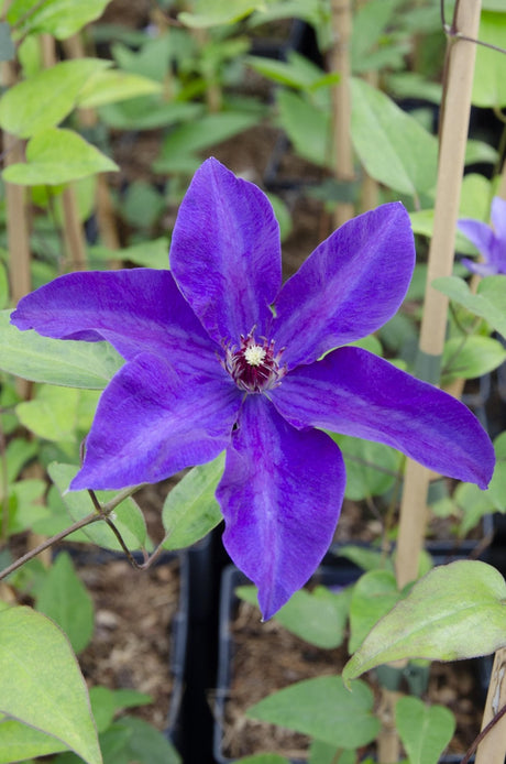 Livraison plante Clematite le président - ↨65cm - Ø15 - plante d'extérieur fleurie