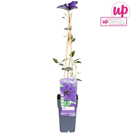 Livraison plante Clematite le président - ↨65cm - Ø15 - plante d'extérieur fleurie